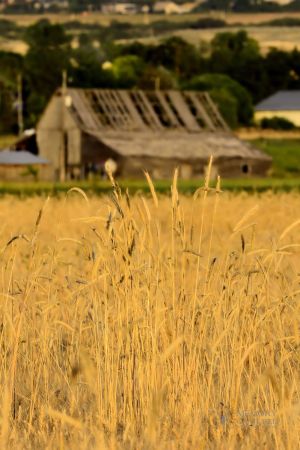 Wheat and old barn (2).jpg